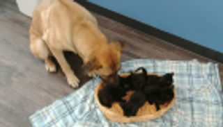 قصة صداقة بين كلبة و5 قطط.. أنقذتهم في ليلة مثلجة