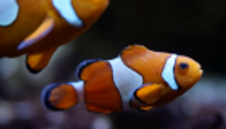 التغير المناخي يهدد سمكة المهرج بطلة فيلم "نيمو"