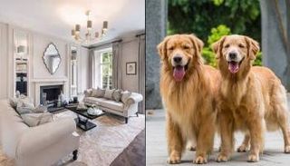 تمشية الكلبين من ضمن المهام اليومية - أرشيفية