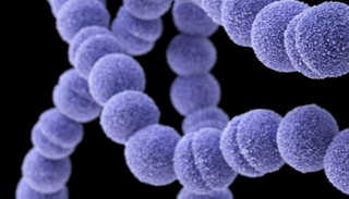 صورة مجهرية للمجموعة أ من المكورات العقدية