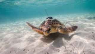 السلاحف وأسماك القرش لمراقبة المحيطات