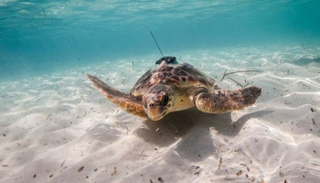 سلحفاة البحر مجهزة بمستشعر محمول