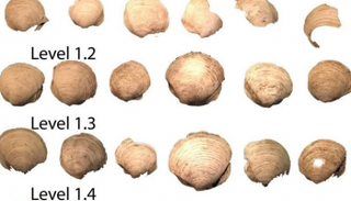 عينات المحار التي خضعت للدراسة