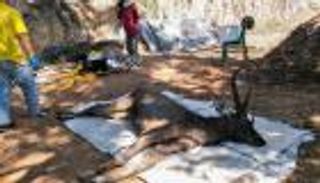 نفوق غزال في تايلاند بعد ابتلاع 7 كيلوجرامات من البلاستيك