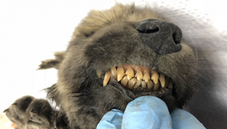 "الجرو" ذكر  وعمره 18 ألف عام