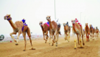 انطلاقة قوية لمنافسات سباق جائزة زايد الكبرى للهجن