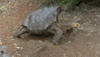 تغريم سائق 11 ألف دولار لسحقه سلحفاة