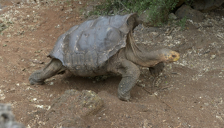 سلحفاة تشيلونويدس هودينسيس