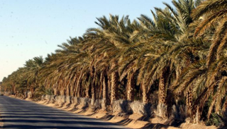 واحة الجفرة.. عاصمة النخيل في ليبيا