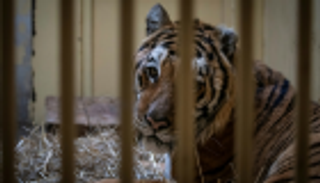 نقل 5 نمور نجت من الموت إلى إسبانيا