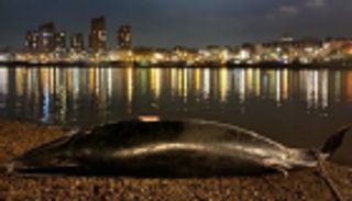 الثالث خلال شهرين.. العثور على حوت نافق على شواطئ نهر التايمز