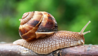 لا آثار جانبية لإفرازات الحلزون على البشرة