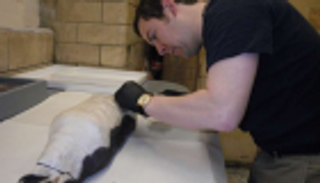 البشر يجبرون البطريق على تغيير غذائه