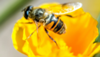 حظر مبيدين يضران بالنحل في فرنسا