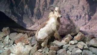 الطهر العربي هو النوع الوحيد المتوطن في الإمارات من الثدييات