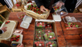 الذهب الأحمر.. من غزة إلى أسواق الخليج