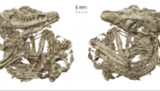 دراسة تكشف دور 3 عظيمات في حاسة السمع 