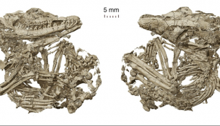 آثار الثدييات التى حللها الباحثون 
