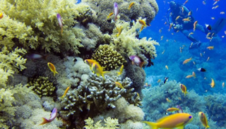 الاتحاد الدولي لحماية الطبيعة يحذر من تراجع الأكسجين