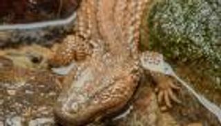 اكتشاف 71 فصيلة حيوانية ونباتية جديدة في 2019