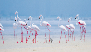 طيور الفلامنجو