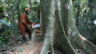 اتهام حكومة الكونغو بالعجز عن حماية الغابات