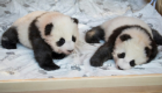 توأما باندا يجذبان الأنظار في ألمانيا