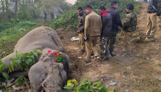 فيل صدمه قطار بالهند