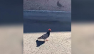 الحمام ذو القبعة يثير حيرة الأمريكيين