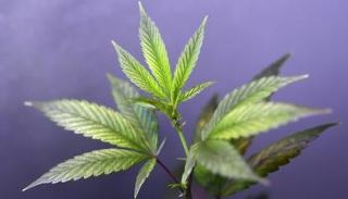 البرلمان الإيطالي يشرّع إنتاج القنب وبيعه