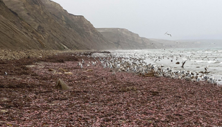 الديدان البحرية "فات إنكيبر" 