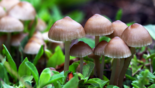 "الفطر السحري" آمن لعلاج الاكتئاب 