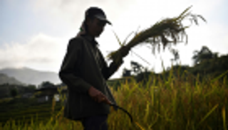 الأرز يتحدى التغير المناخي في تايلاند