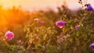 ورد دمشق وقيثارة أيرلندا ينضمان لتراث اليونسكو الثقافي 