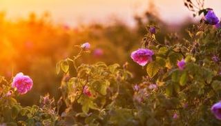 ورد دمشق دخل قائمة اليونسكو للتراث الثقافي العالمي