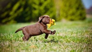 فتاة تكتب سيرة ذاتية مضحكة لإقناع والدتها للسماح لها بإحضار جرو للمنزل