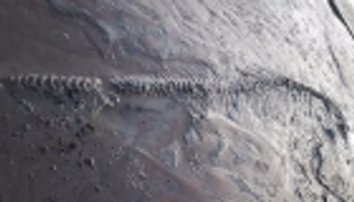 كلب يكتشف هيكل ديناصور عمره 65 مليون عام ببريطانيا