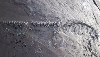 الأحفورة تعود للعصر الجوراسي