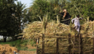 مصر تستهدف توريد 9 ملايين طن قصب سكر في 2019-2020