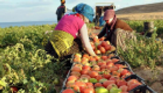 هبوط الليرة يشعل أسعار منتجات الزراعة التركية