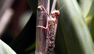 سرب متوسط يمكنه تدمير محاصيل تكفي لإطعام 2500 شخص لمدة عام