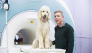 الكلاب والبشر.. آلية مشتركة بالمخ لتحديد العدد