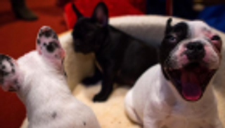 تحذيرات أمريكية من خطورة صغار الكلاب على الصحة