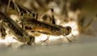 غزو الجراد يهدد مزارعي الصومال بالجوع