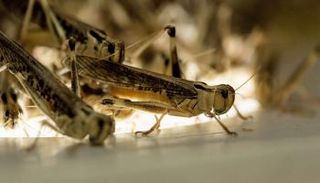 الجراد يدمر 175 ألف فدان من المزارع في الصومال وإثيوبيا المجاورة