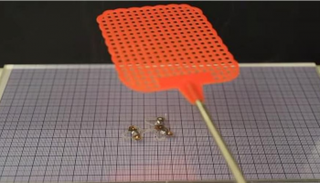 "دي.إي.انسيكت" الربوت الحشرة