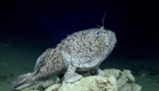 سمكة "تسير" في المياه.. تتغذى على كائنات ضعف وزنها