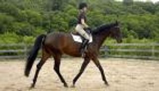 تقطع 4500 كيلومتر.. أسترالية تهرب من "ضغوط الحياة" على ظهر جواد