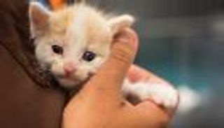 مسؤول إيطالي مهدد بالقتل.. والسبب قطة