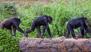قردة الشمبانزي تتفاعل مع الضوضاء بالحركة